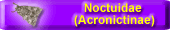 Noctuidae (Acronictinae)