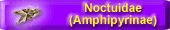 Noctuidae (Amphipyrinae)