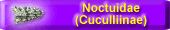 Noctuidae (Cuculliinae)