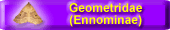 Geometridae (Ennominae)