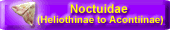 Noctuidae (Heliothinae to Acontiinae)