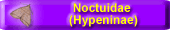 Noctuidae (Hypeninae)