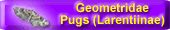 Geometridae (Larentiinae) - Pugs