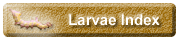 Larvae by Family