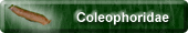 Coleophoridae