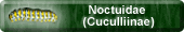 Noctuidae (Cuculliinae)