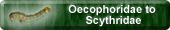 Oecophoridae to Scythridae