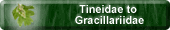 Tineidae to Gracillariidae
