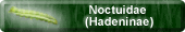 Noctuidae (Hadeninae)