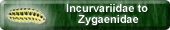 Incurvariidae to Zygaenidae