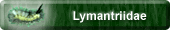 Lymantriidae