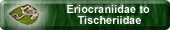 Eriocraniidae to Tischeriidae