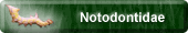 Notodontidae