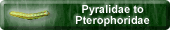  Pyralidae to Pterophoridae