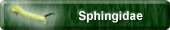 Sphingidae