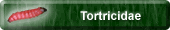 Tortricidae