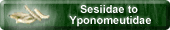 Sessiidae to Yponomeutidae