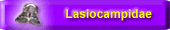 Lasiocampidae