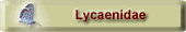Lycaenidae