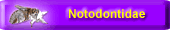 Notodontidae