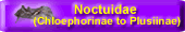 Noctuidae (Chloephorinae to Plusiinae)