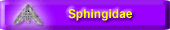 Sphingidae