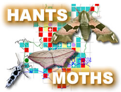 Click for Hants Moths home