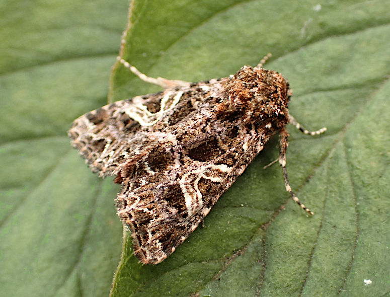 Hantsmoths - 73.276 Campion Sideridis rivularis