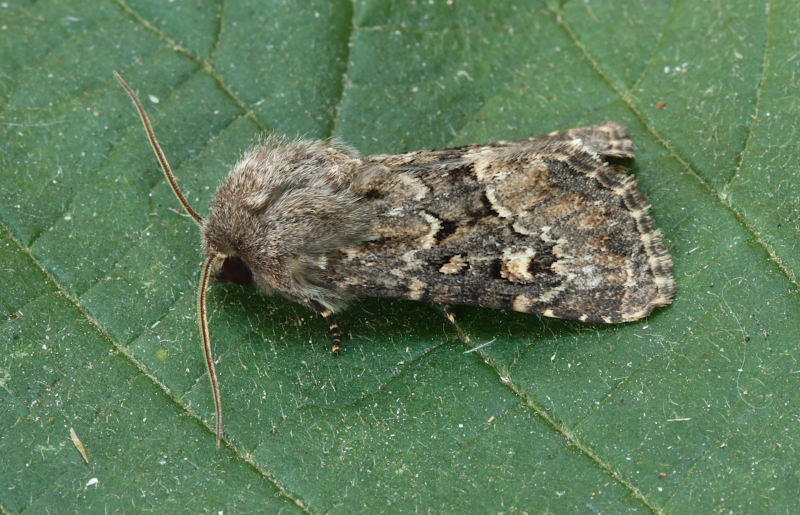 Hantsmoths - 73.131 Flounced Rustic Luperina testacea