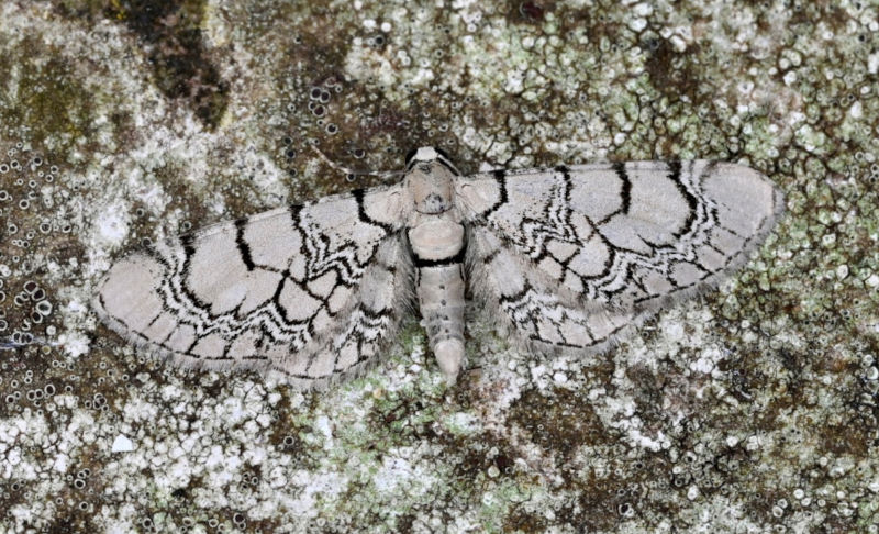 Netted Pug Hantsmoths - Hampshire & Isle of Wight Annual Moth Review 2024