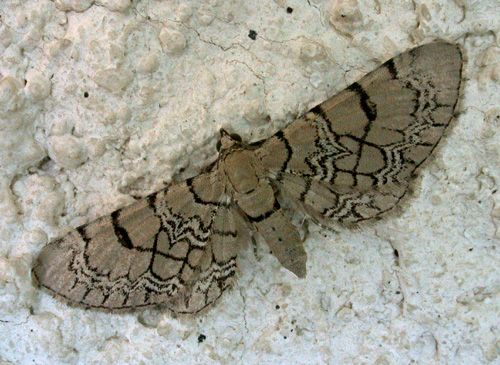 Netted Pug Hantsmoths - 70.155 Netted Pug Eupithecia venosata